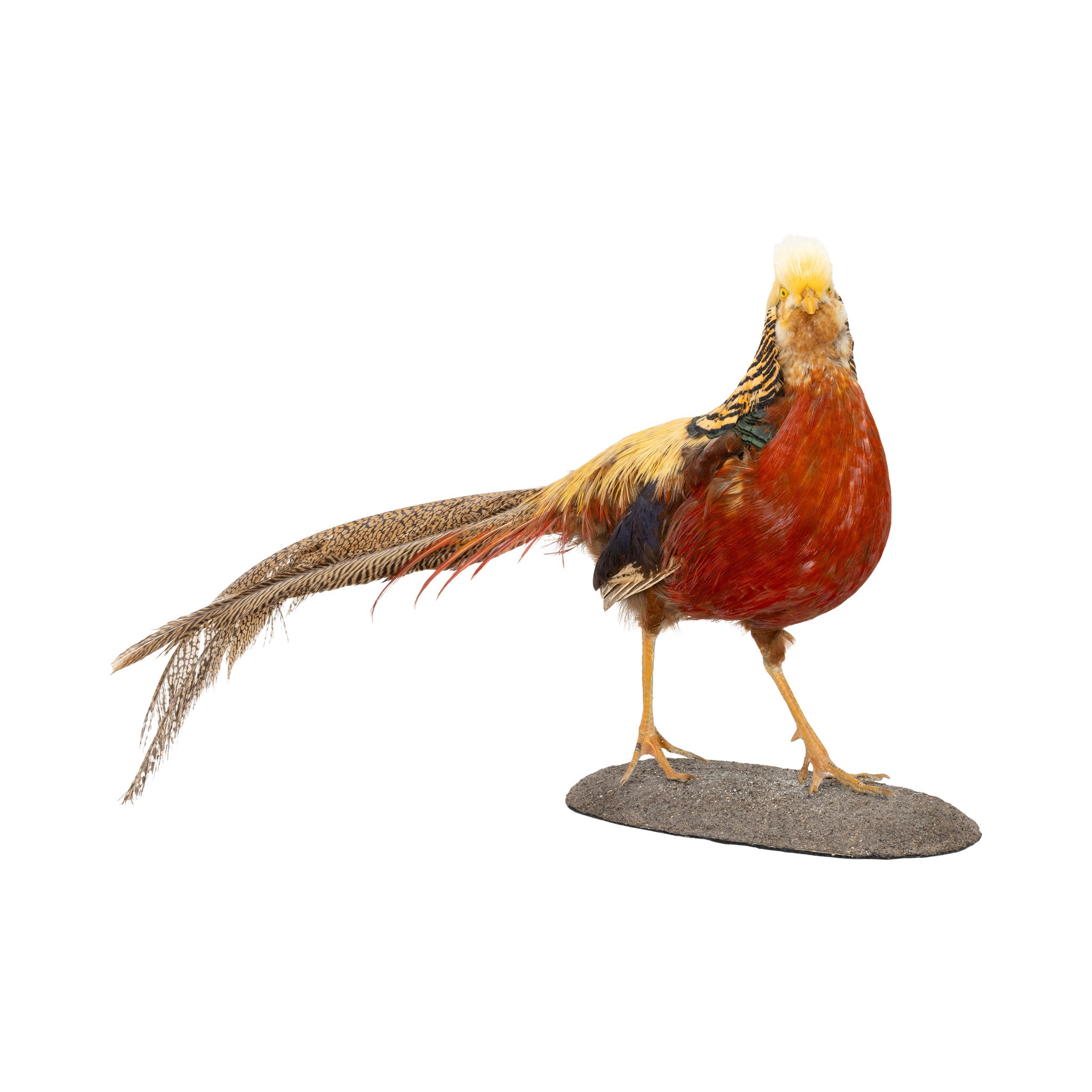 Golden Pheasant Mount
