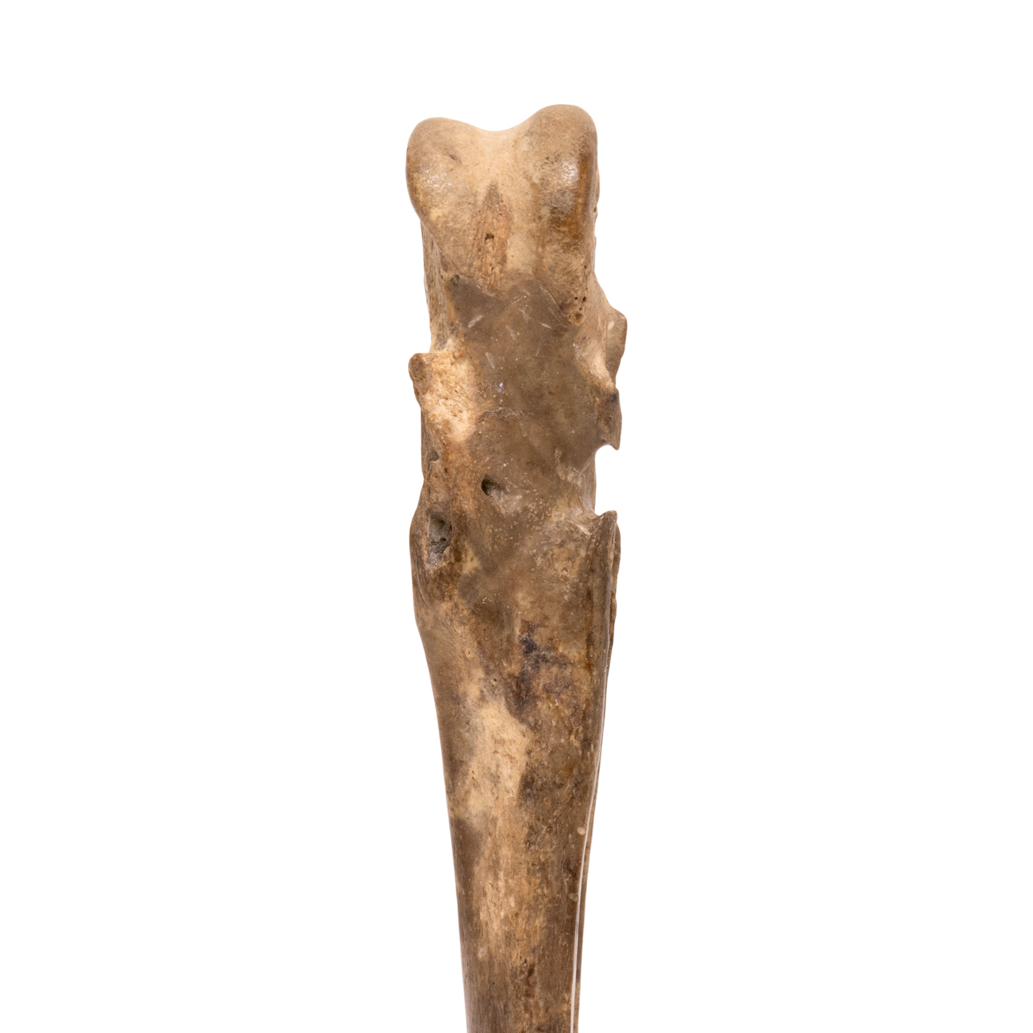 Oglala Sioux Wing Bone Awl