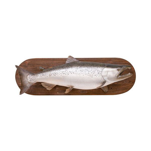King Salmon Mount, Furnishings, Taxidermy, Fish