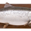 King Salmon Mount