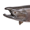 Chinook Salmon Skin Mount