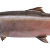 Chinook Salmon Skin Mount