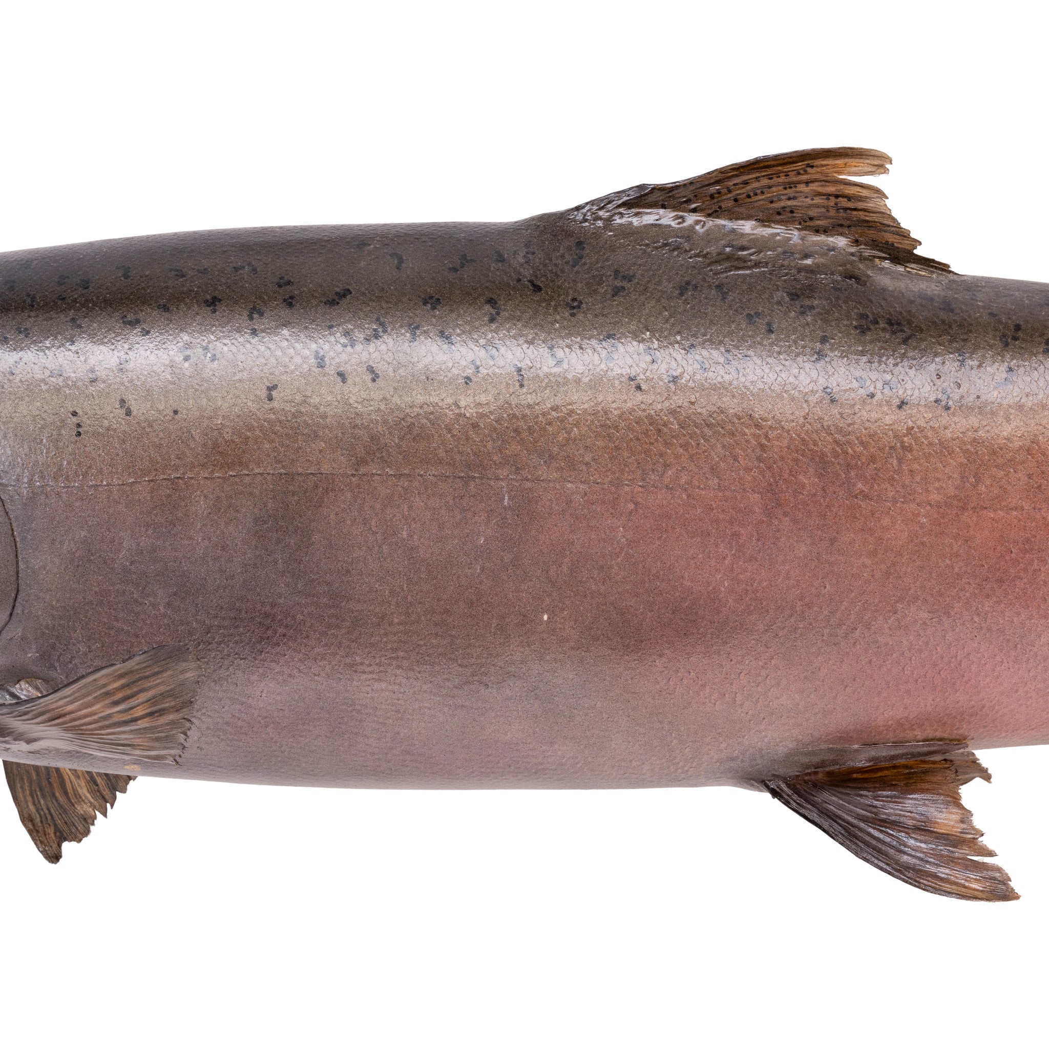 Chinook Salmon Skin Mount