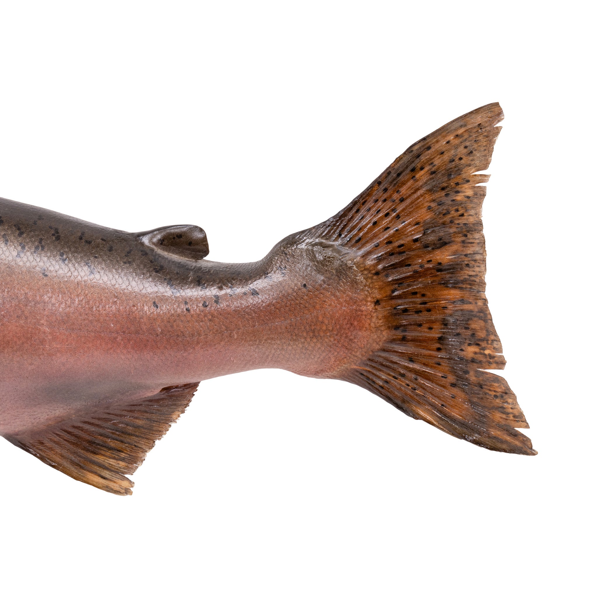 Chinook Salmon Skin Mount