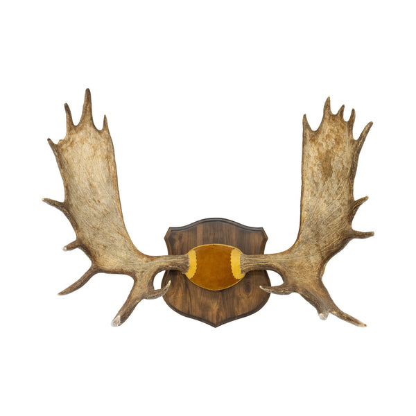 Shiras Moose Rack, Furnishings, Taxidermy, Moose