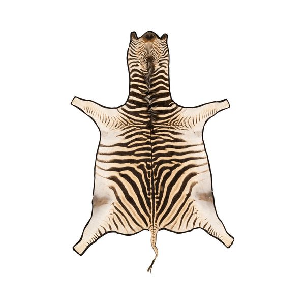 A Grade Zebra Rug, Furnishings, Taxidermy, Other