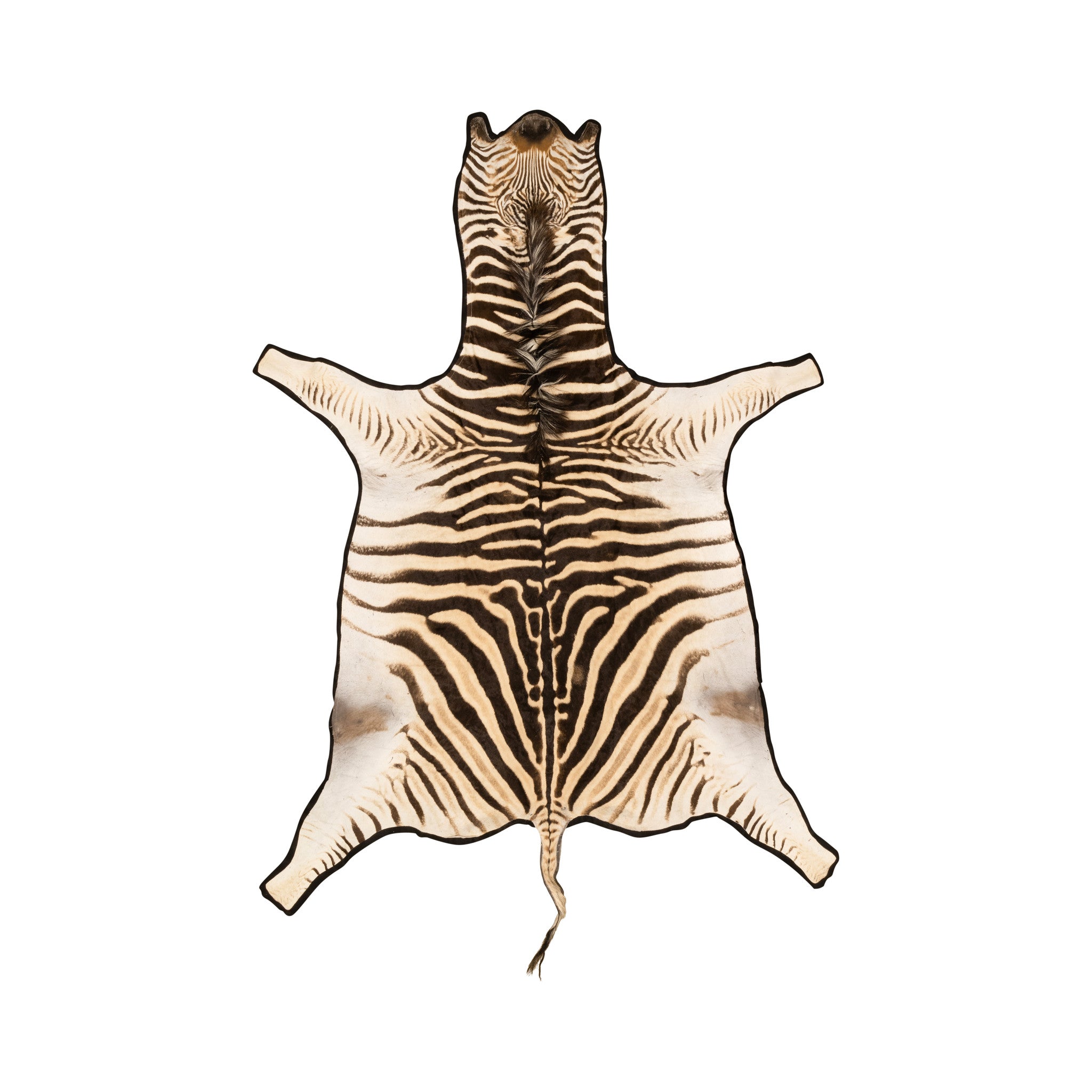 A Grade Zebra Rug, Furnishings, Taxidermy, Other