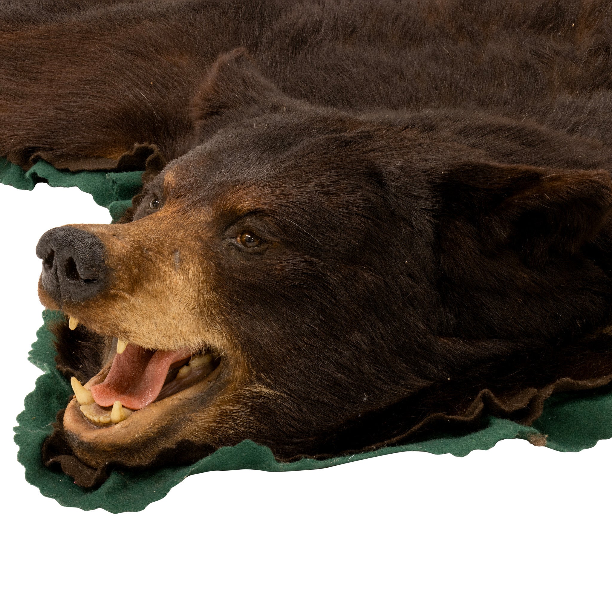 Large Black Bear Rug