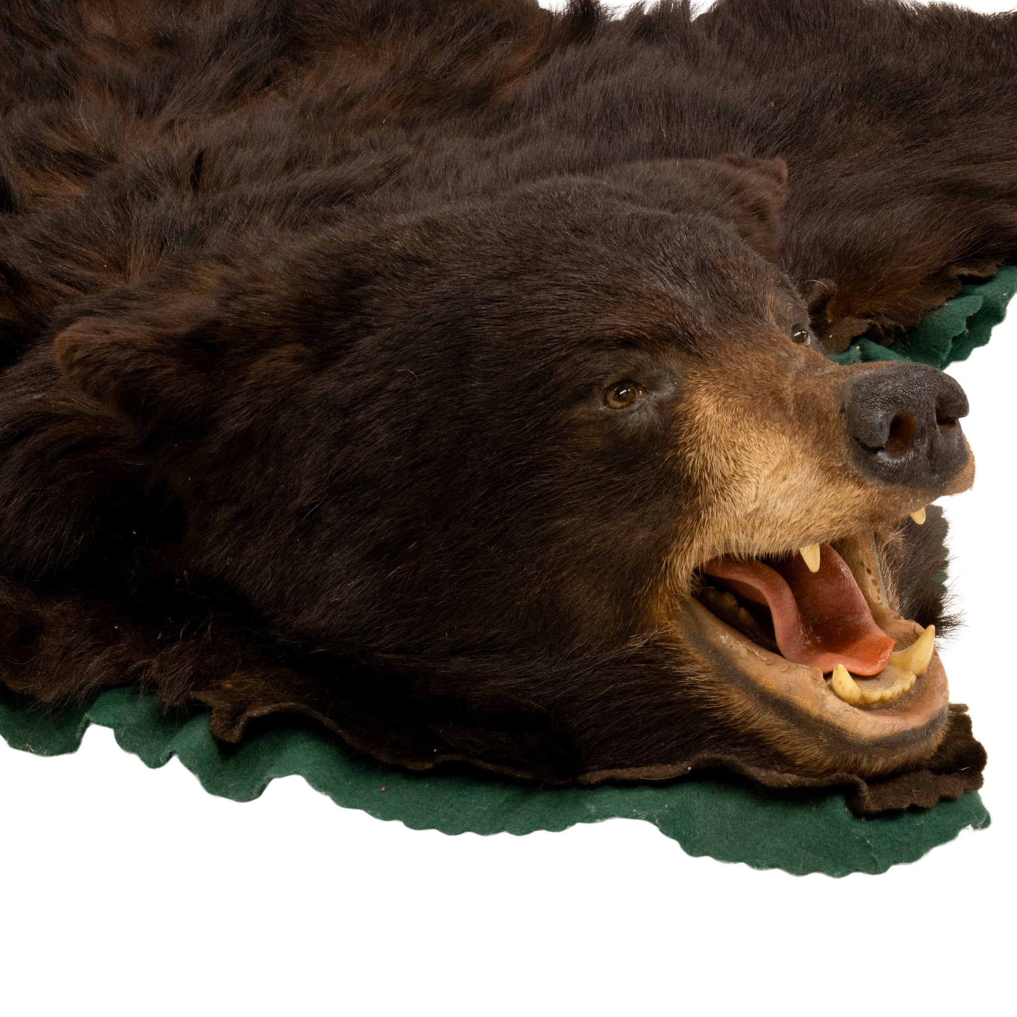Large Black Bear Rug