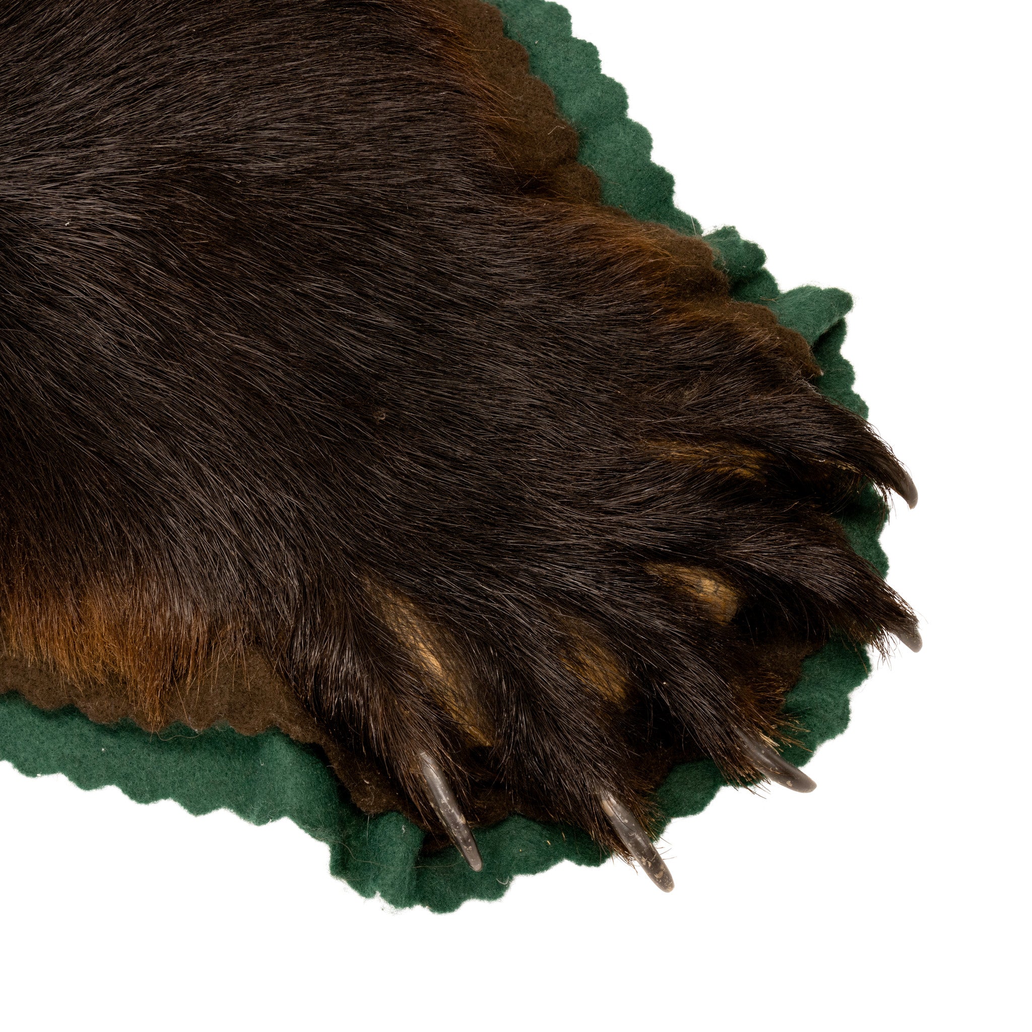 Large Black Bear Rug