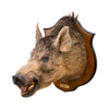 Razorback Wild Boar Shoulder Mount, Furnishings, Taxidermy, Boar