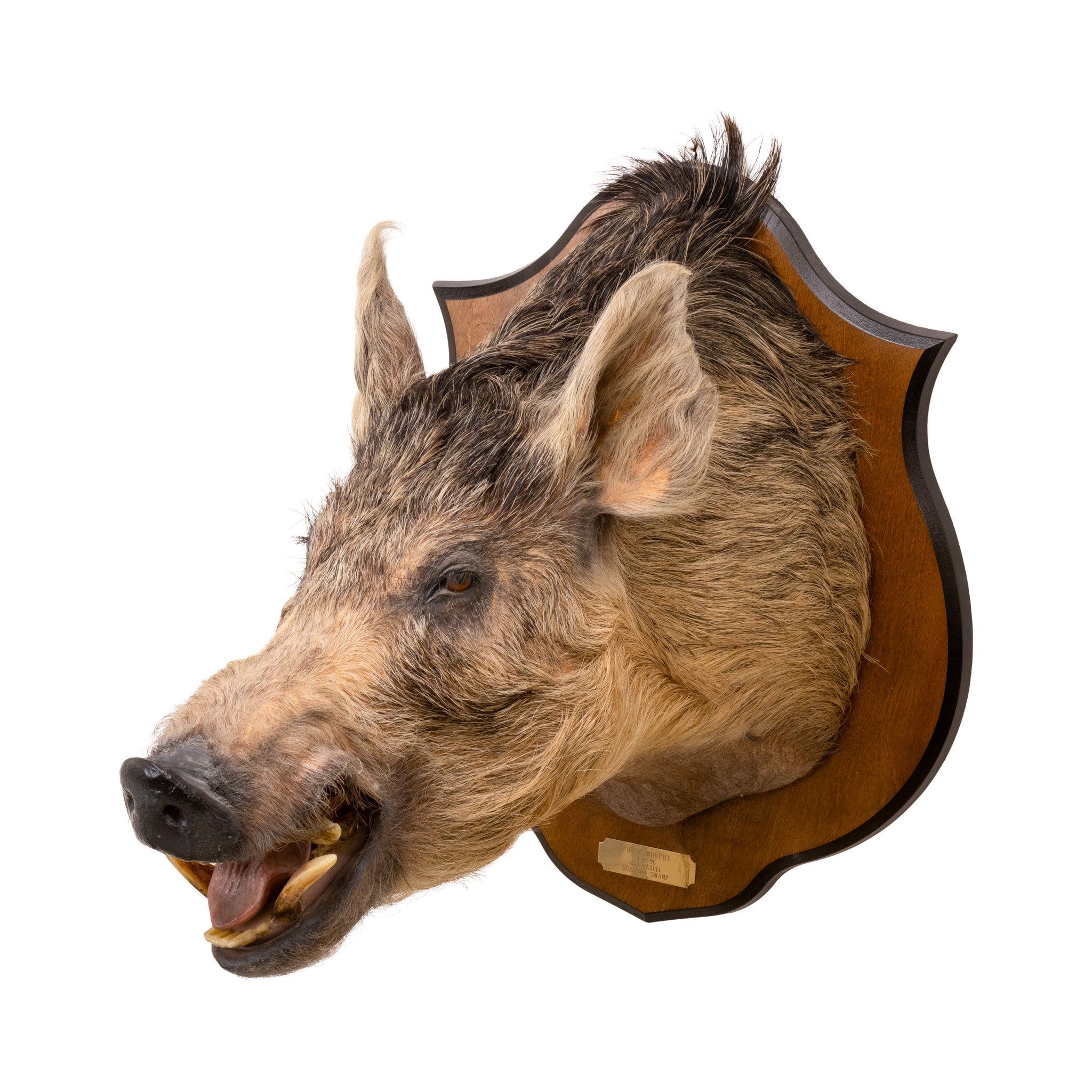 Razorback Wild Boar Shoulder Mount, Furnishings, Taxidermy, Boar
