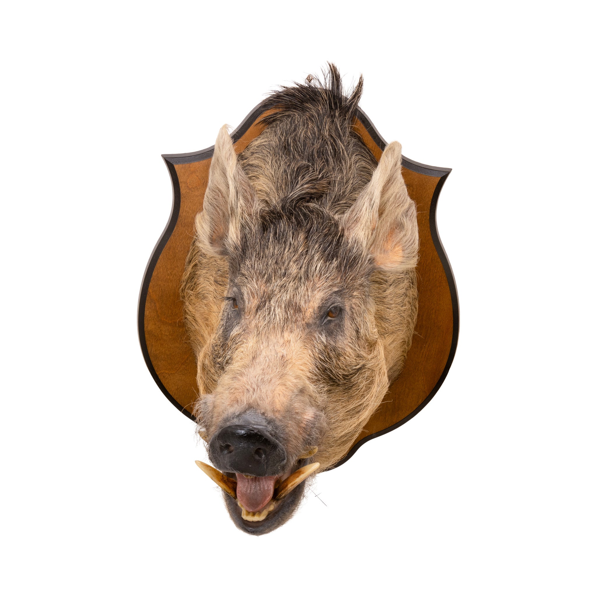 Razorback Wild Boar Shoulder Mount