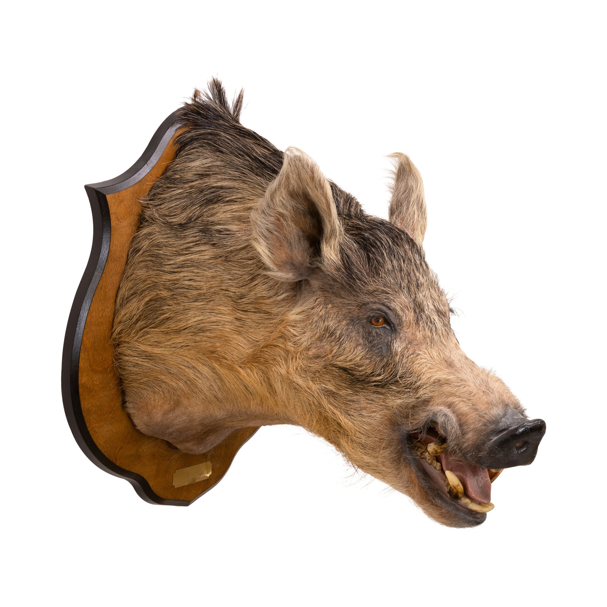 Razorback Wild Boar Shoulder Mount