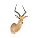 African Impala Shoulder Mount, Furnishings, Taxidermy, African