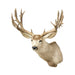 Massive Mule Deer Shoulder Mount, Furnishings, Taxidermy, Deer