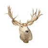Massive Mule Deer Shoulder Mount