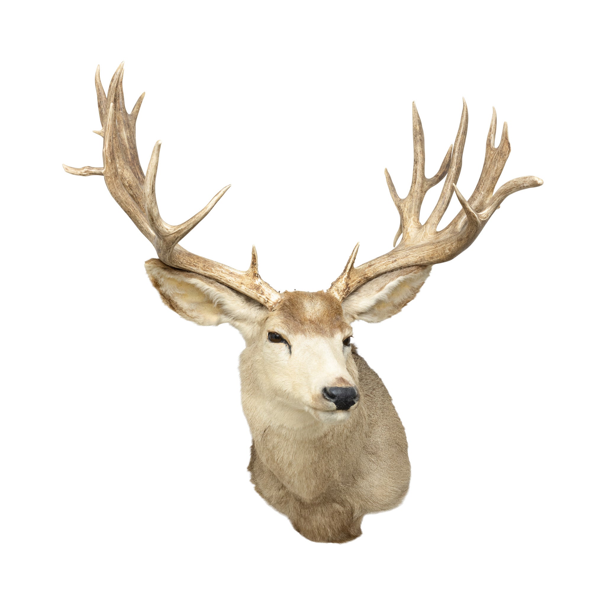 Massive Mule Deer Shoulder Mount