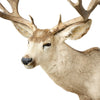 Massive Mule Deer Shoulder Mount
