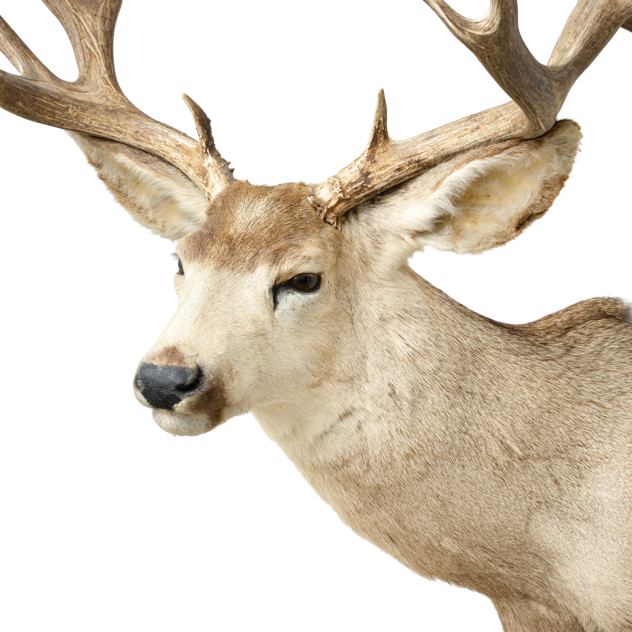 Massive Mule Deer Shoulder Mount