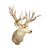 Massive Mule Deer Shoulder Mount