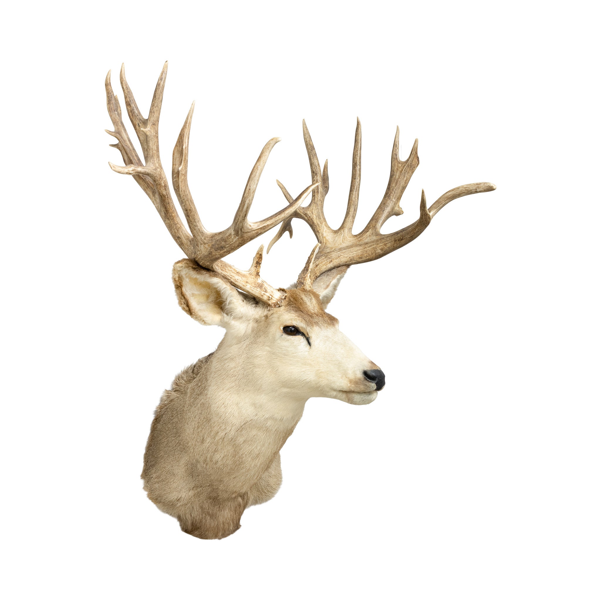 Massive Mule Deer Shoulder Mount