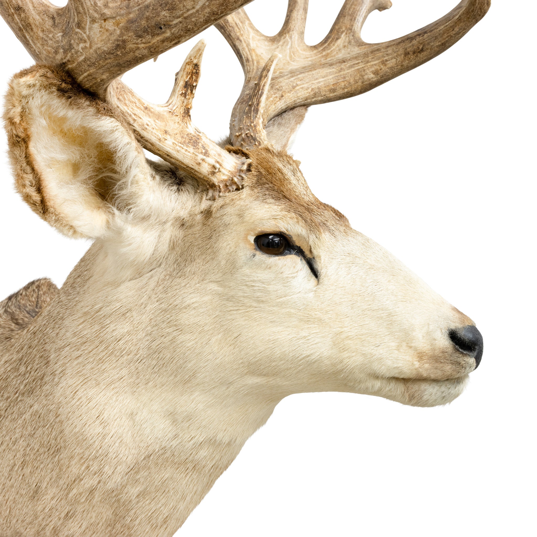 Massive Mule Deer Shoulder Mount