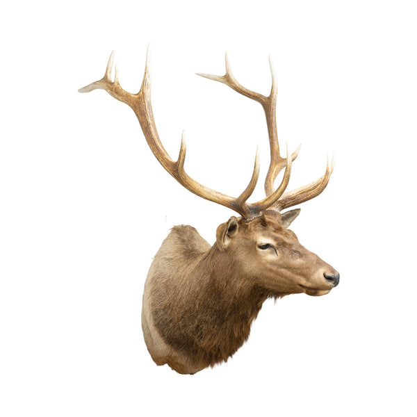 Idaho Elk Shoulder Mount, Furnishings, Taxidermy, Elk