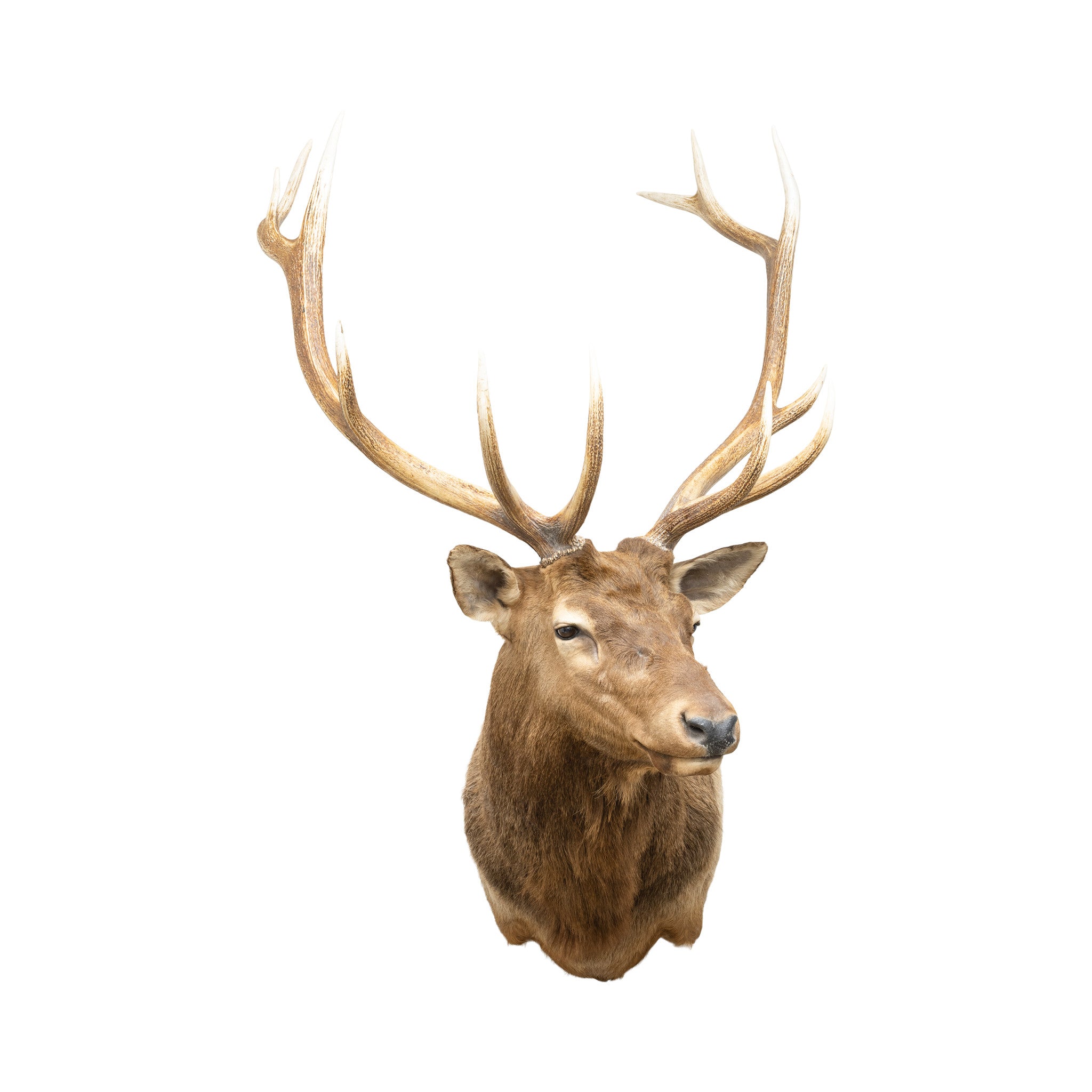 Idaho Elk Shoulder Mount