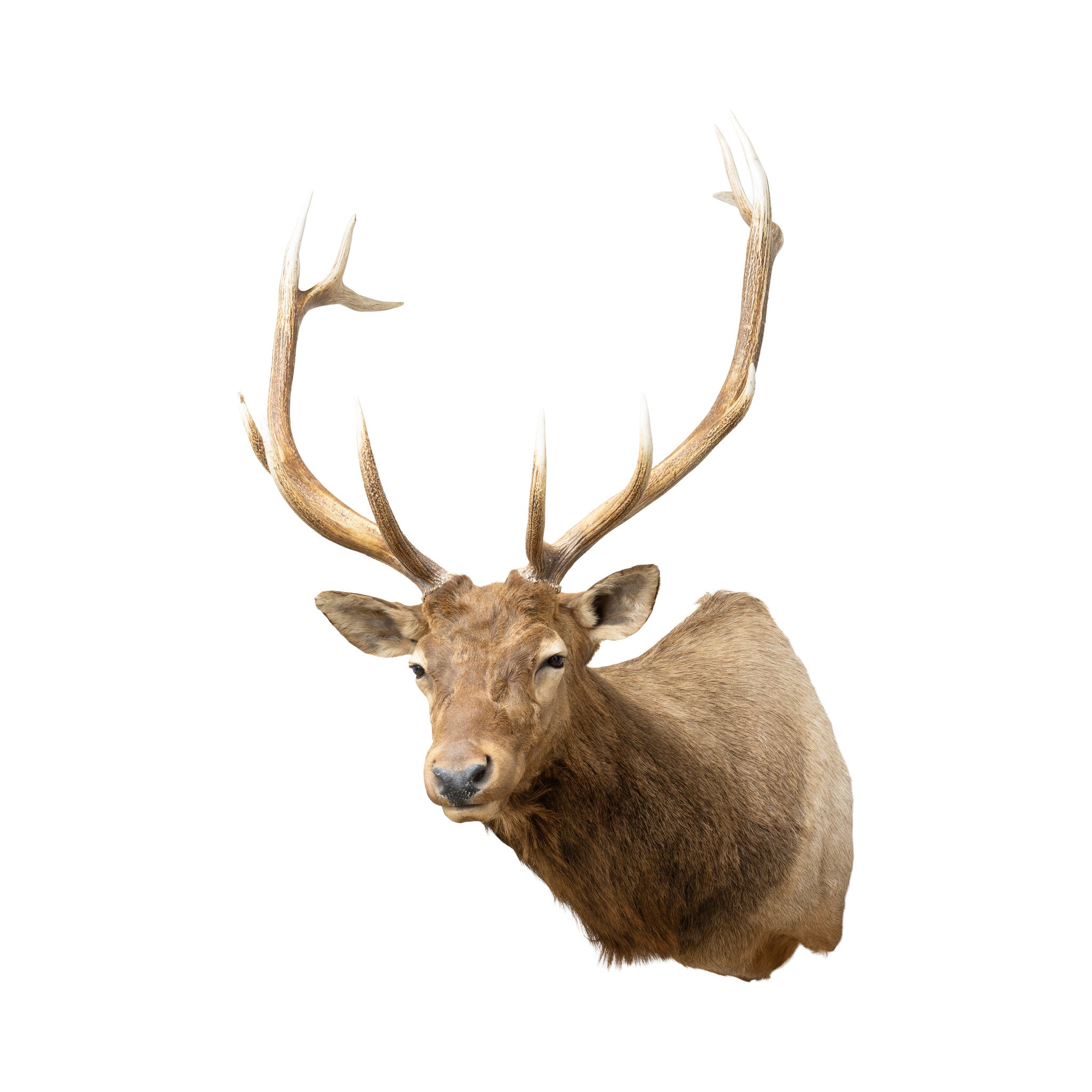 Idaho Elk Shoulder Mount