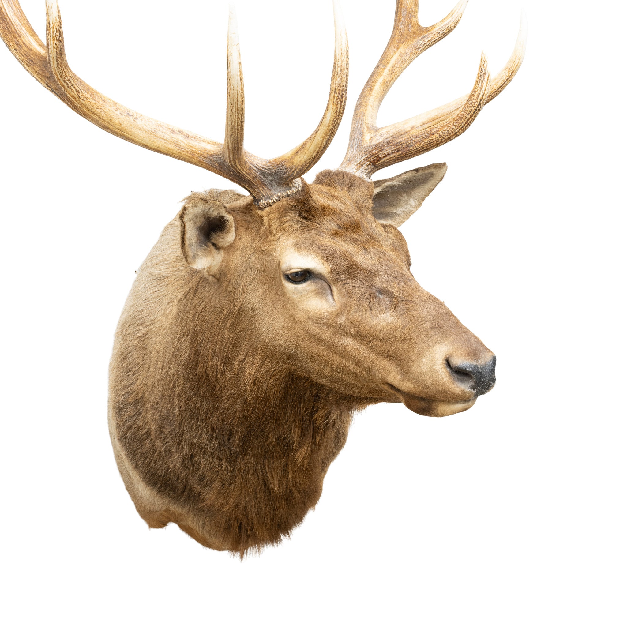 Idaho Elk Shoulder Mount