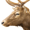 Idaho Elk Shoulder Mount