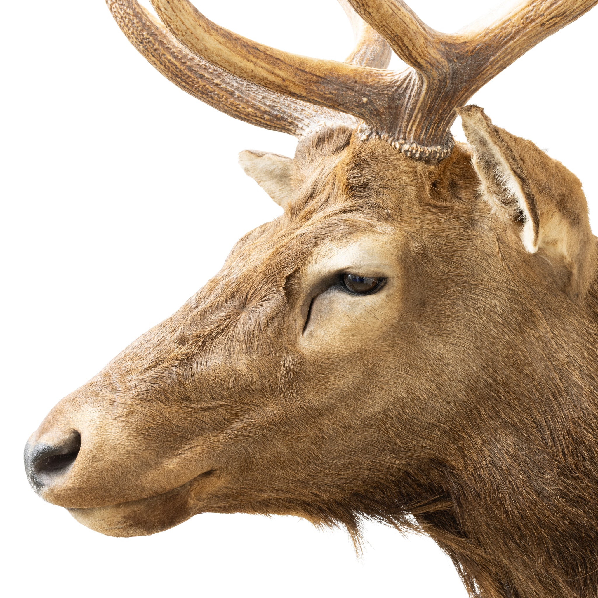 Idaho Elk Shoulder Mount