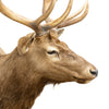 Idaho Elk Shoulder Mount