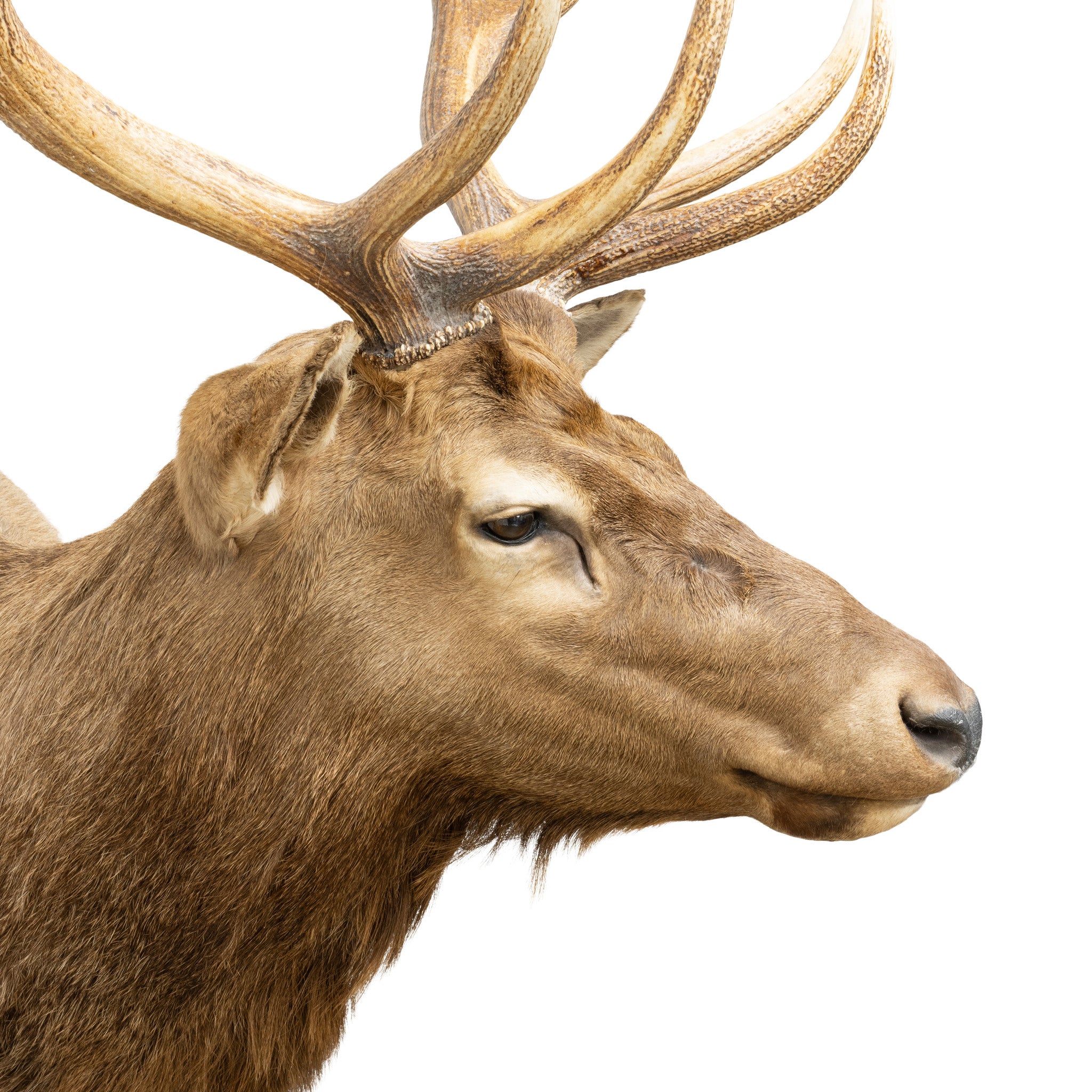 Idaho Elk Shoulder Mount