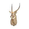 Water Buck Shoulder Mount, Furnishings, Taxidermy, Deer