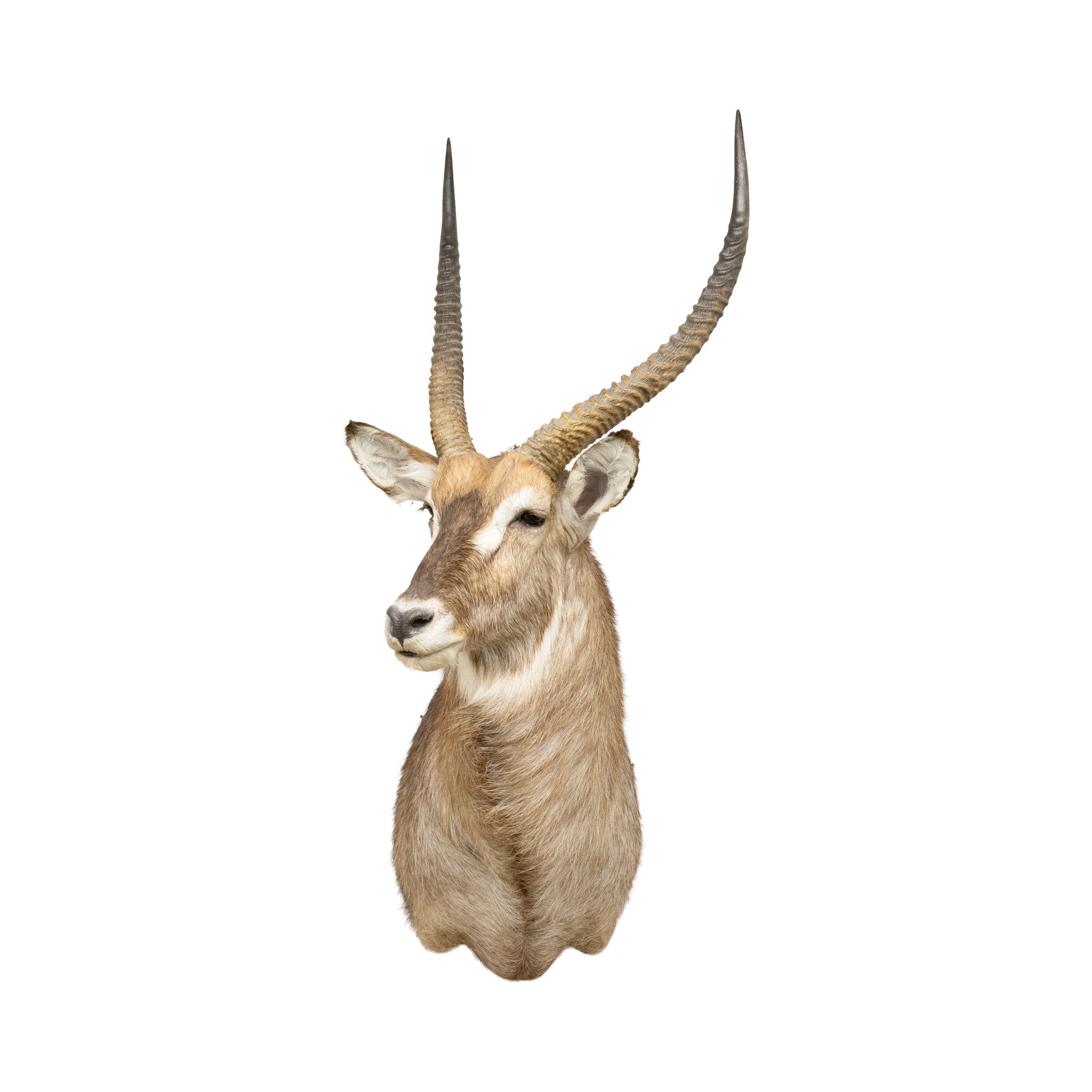 Water Buck Shoulder Mount, Furnishings, Taxidermy, Deer
