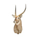 Water Buck Shoulder Mount, Furnishings, Taxidermy, Deer