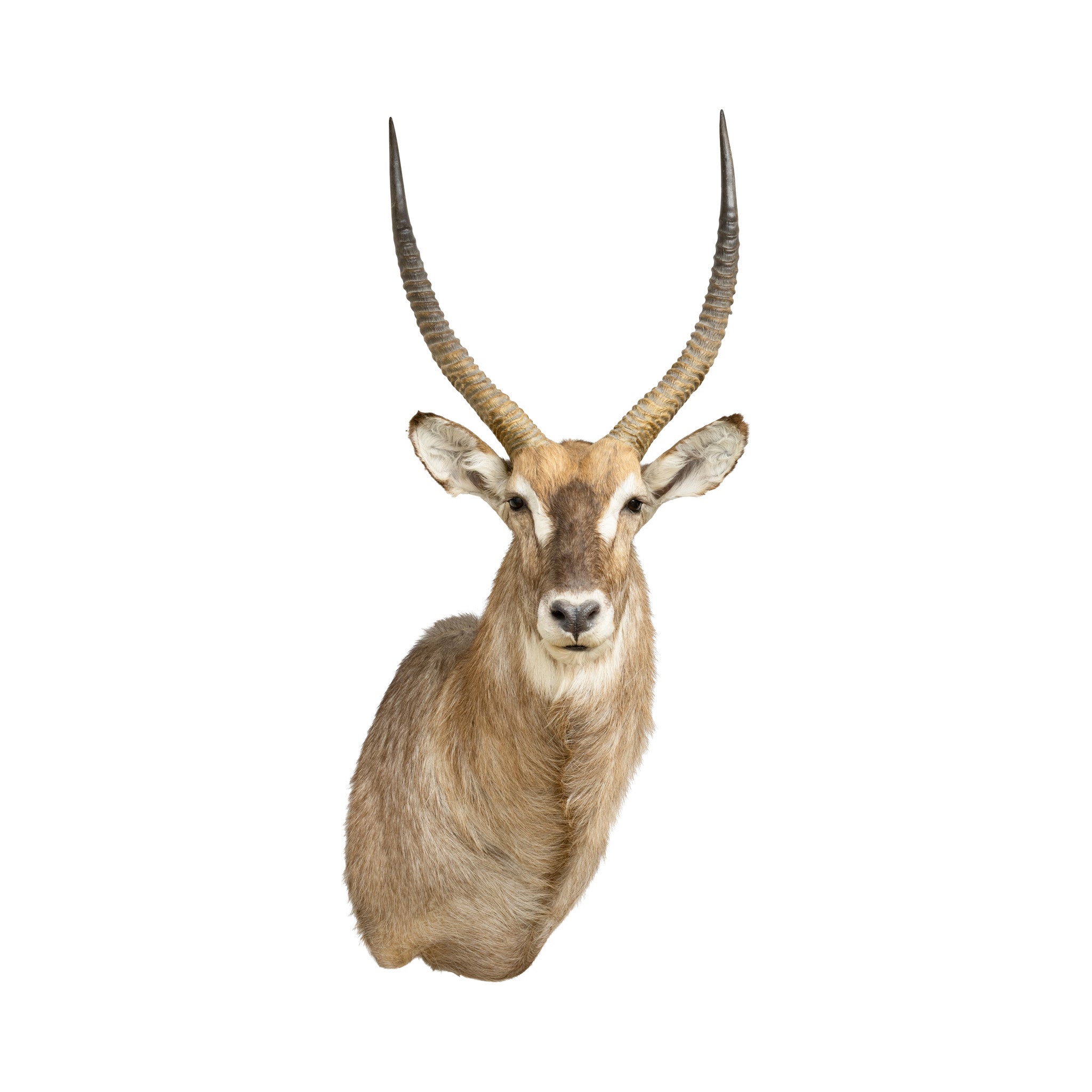 Water Buck Shoulder Mount