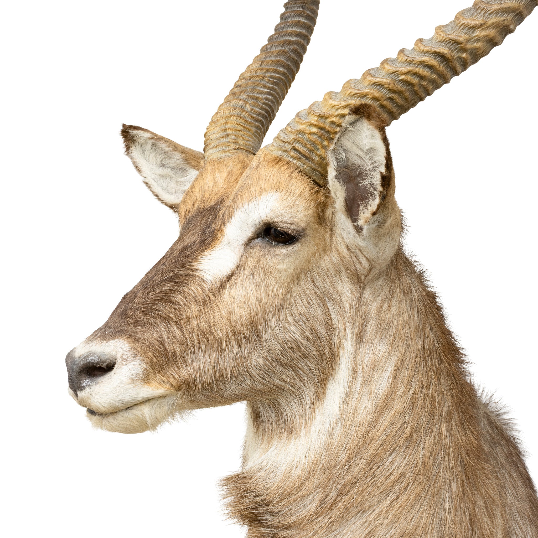 Water Buck Shoulder Mount