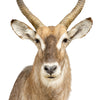 Water Buck Shoulder Mount