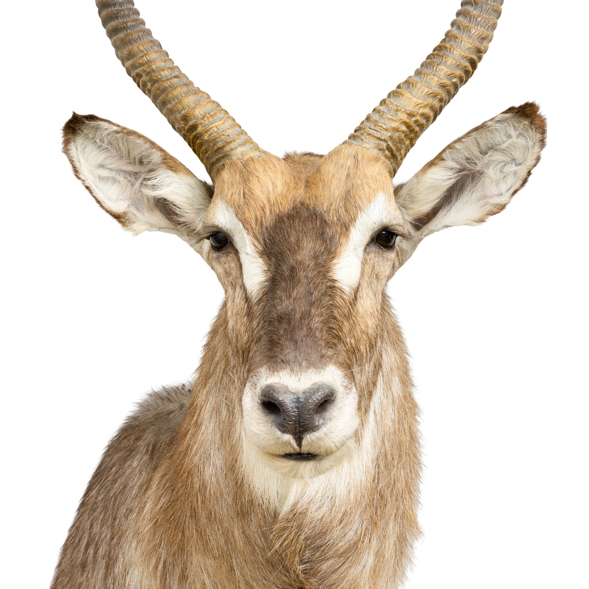 Water Buck Shoulder Mount