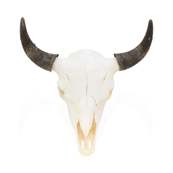 Wyoming Buffalo Skull, Furnishings, Taxidermy, Buffalo