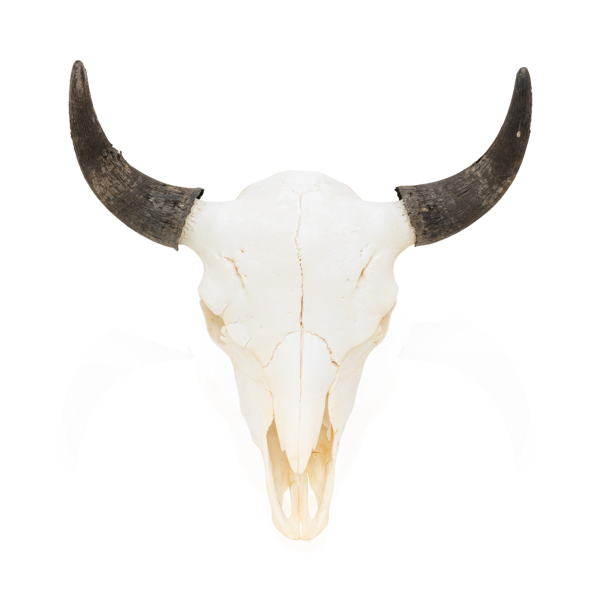 Wyoming Buffalo Skull, Furnishings, Taxidermy, Buffalo