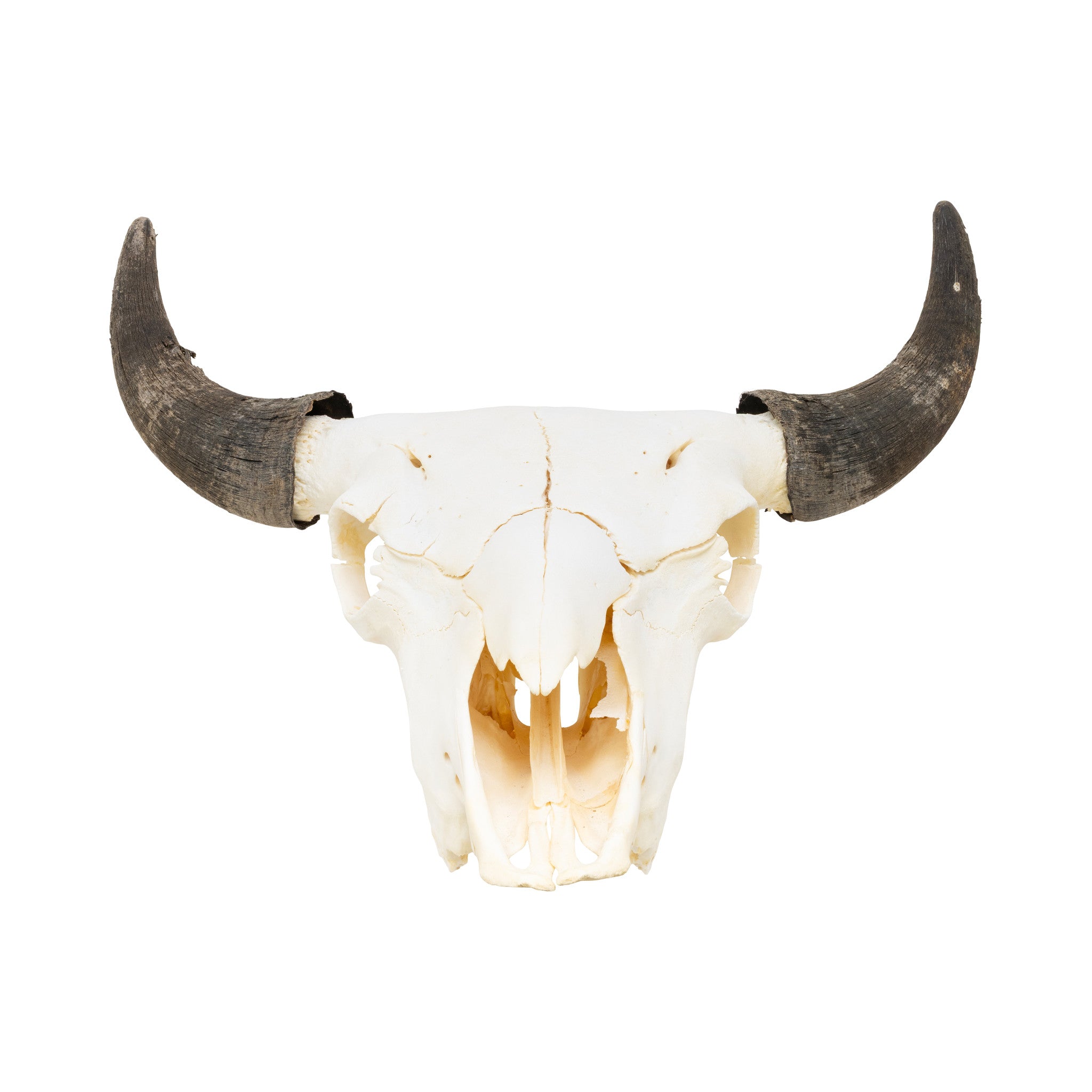Wyoming Buffalo Skull