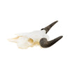 Wyoming Buffalo Skull
