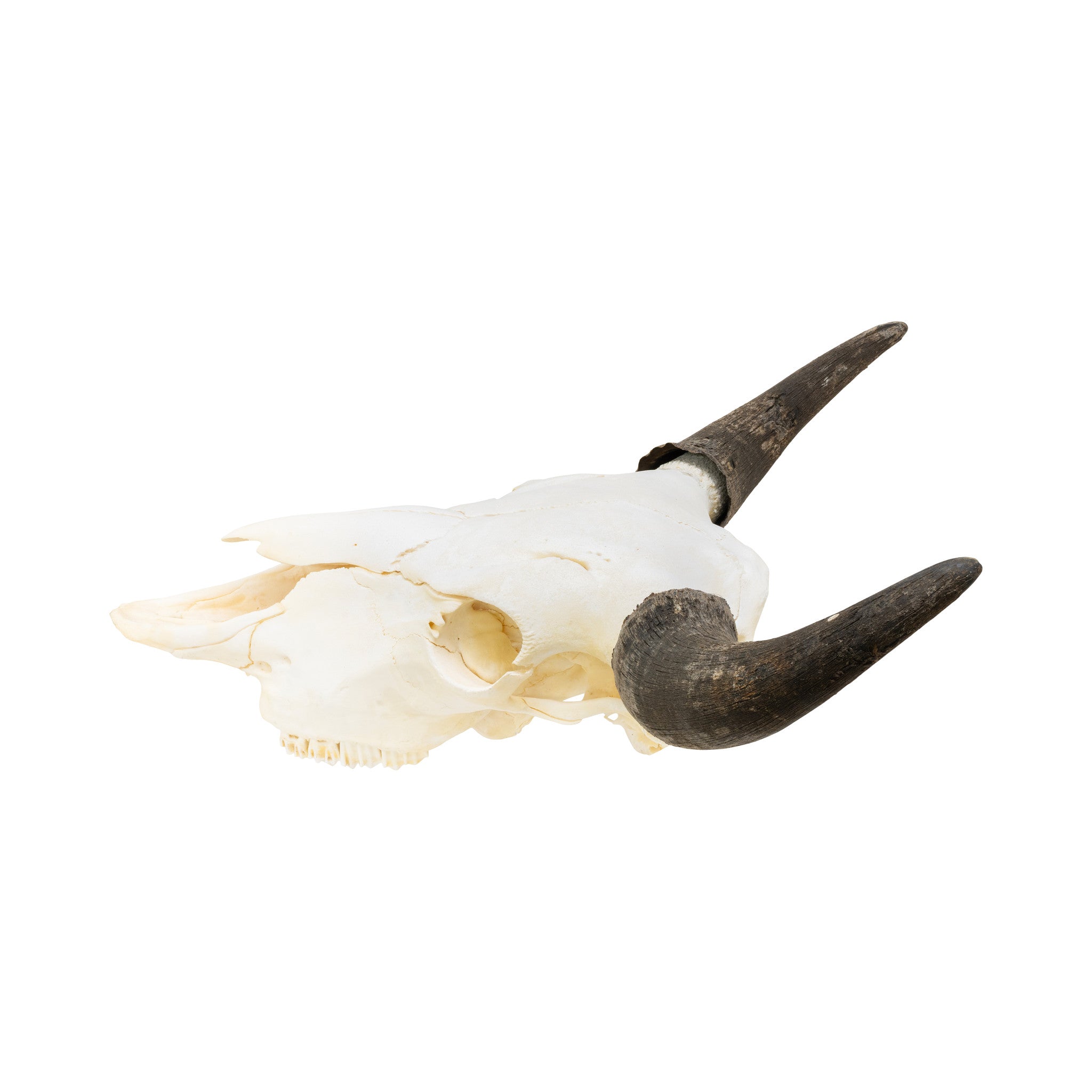 Wyoming Buffalo Skull