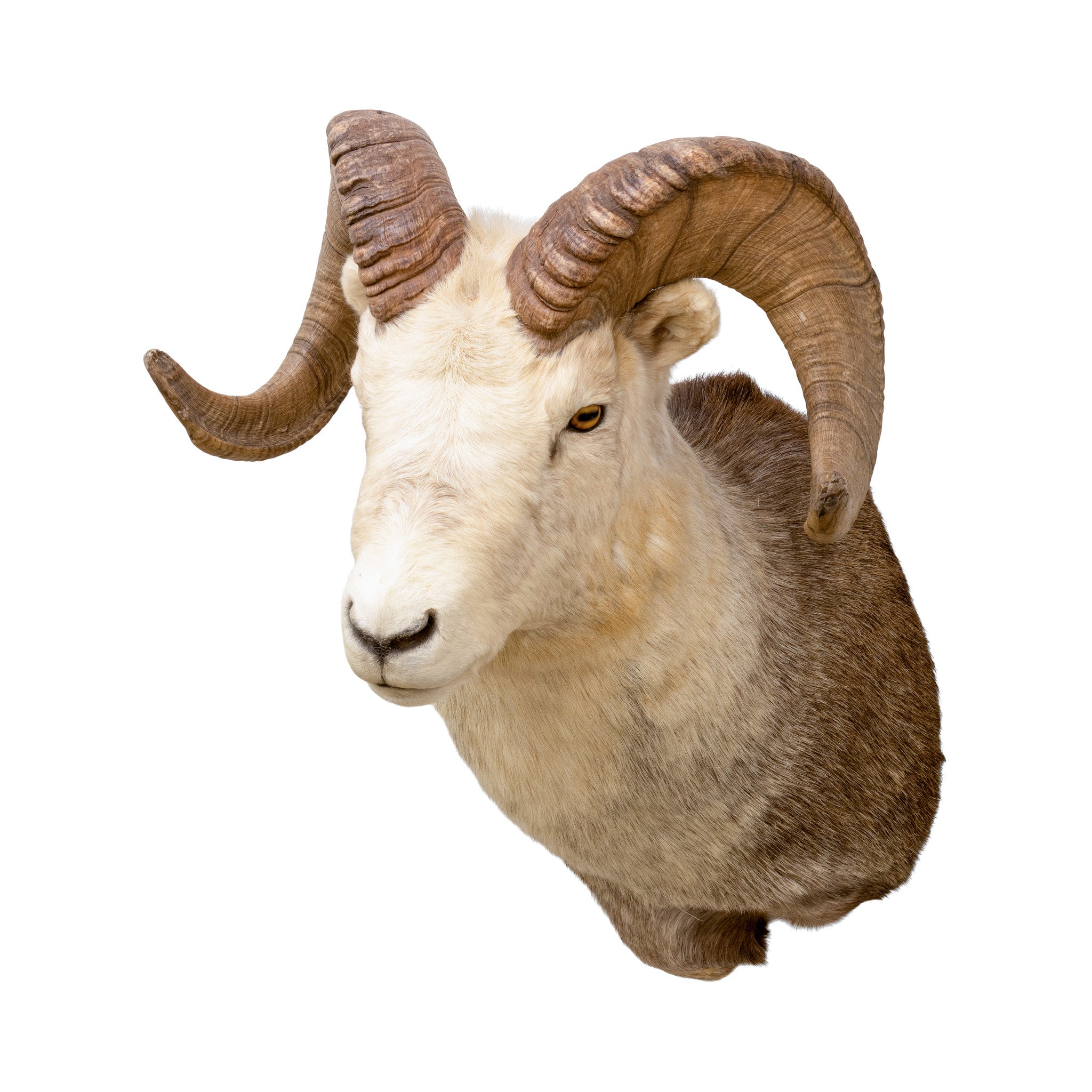 North American Sheep Grand Slam