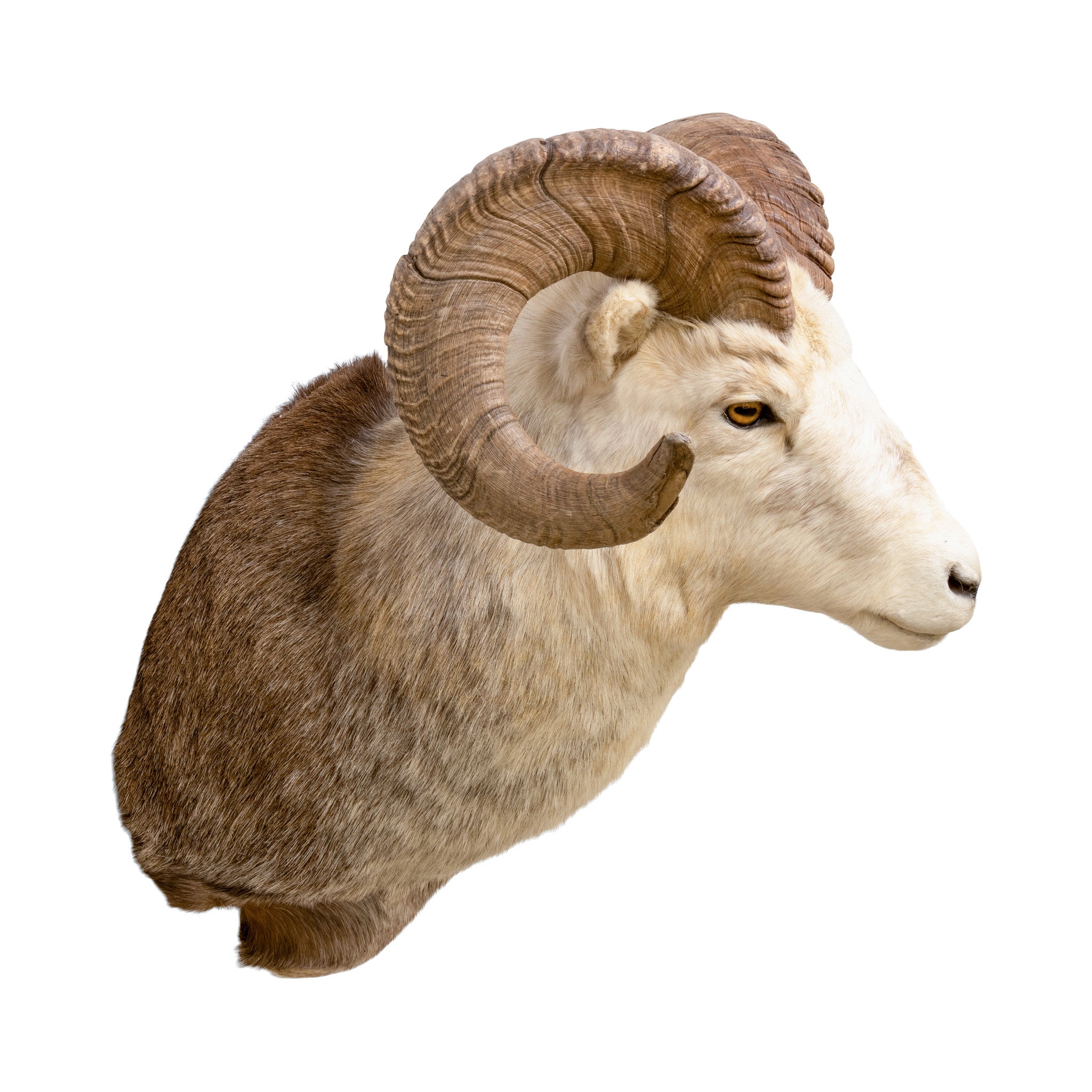 North American Sheep Grand Slam