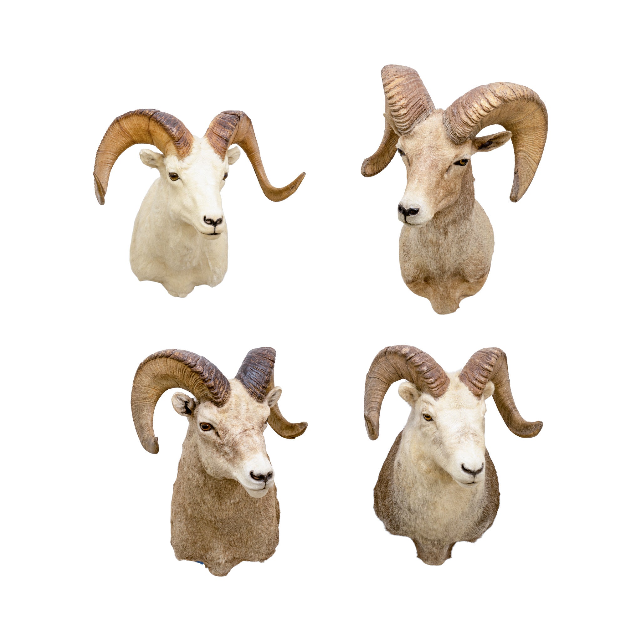 North American Sheep Grand Slam, Furnishings, Taxidermy, Sheep